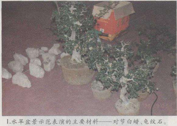 图解 赵庆泉怎么制作水旱盆景的22个步骤