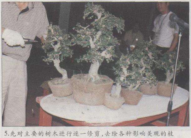 图解 赵庆泉怎么制作水旱盆景的22个步骤