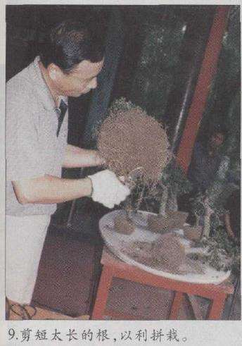 图解 赵庆泉怎么制作水旱盆景的22个步骤