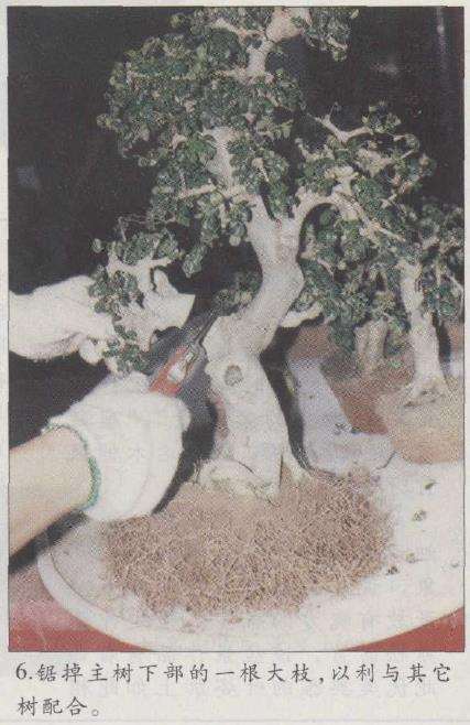 图解 赵庆泉怎么制作水旱盆景的22个步骤