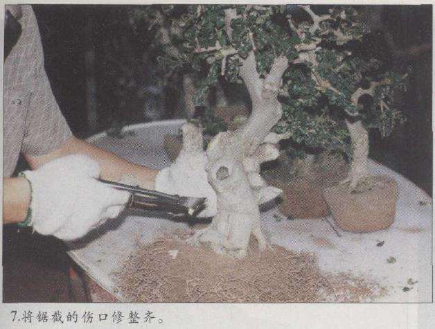 图解 赵庆泉怎么制作水旱盆景的22个步骤