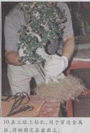 图解 赵庆泉怎么制作水旱盆景的22个步骤