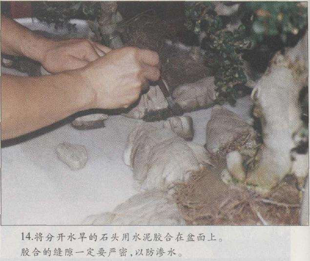图解 赵庆泉怎么制作水旱盆景的22个步骤