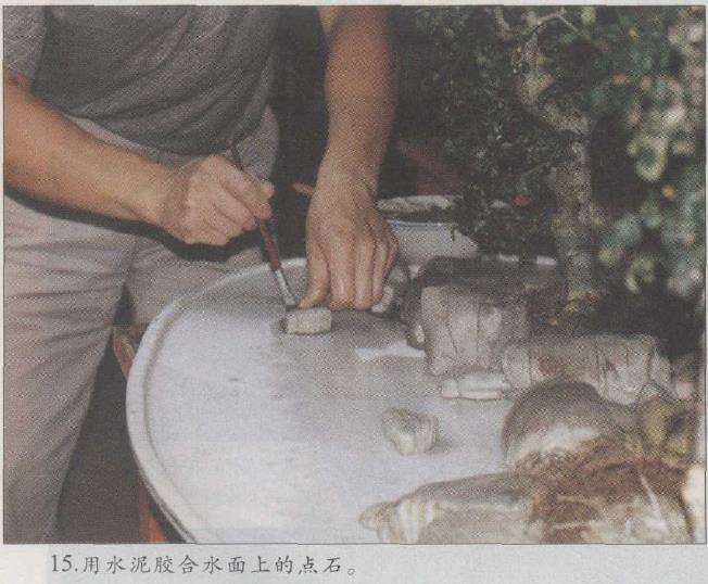 图解 赵庆泉怎么制作水旱盆景的22个步骤