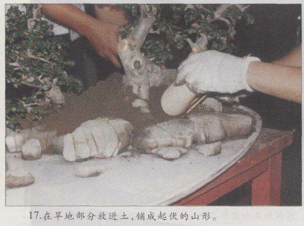 图解 赵庆泉怎么制作水旱盆景的22个步骤