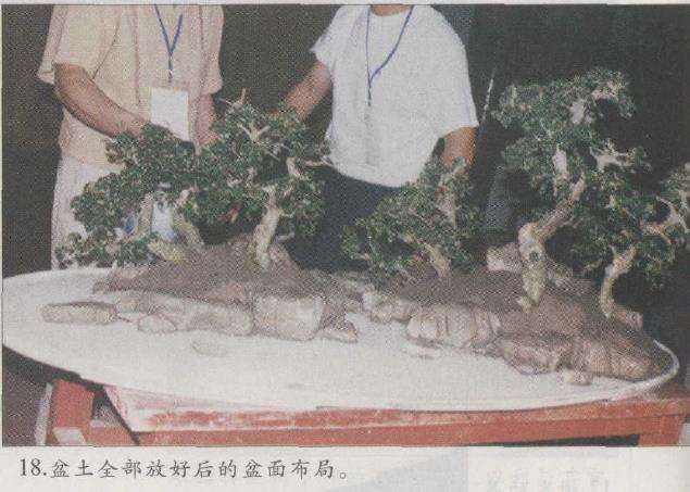 图解 赵庆泉怎么制作水旱盆景的22个步骤