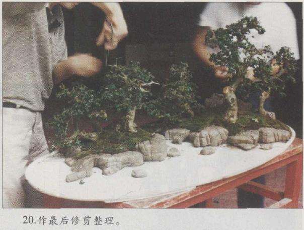 图解 赵庆泉怎么制作水旱盆景的22个步骤