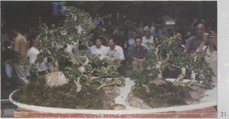 图解 赵庆泉怎么制作水旱盆景的22个步骤