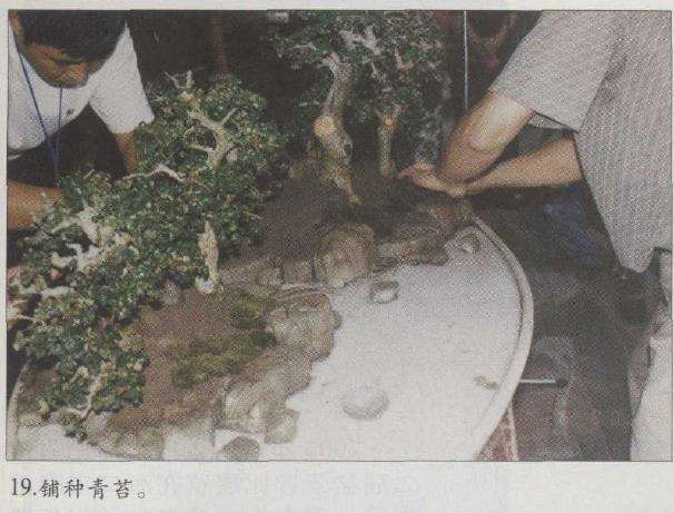 图解 赵庆泉怎么制作水旱盆景的22个步骤