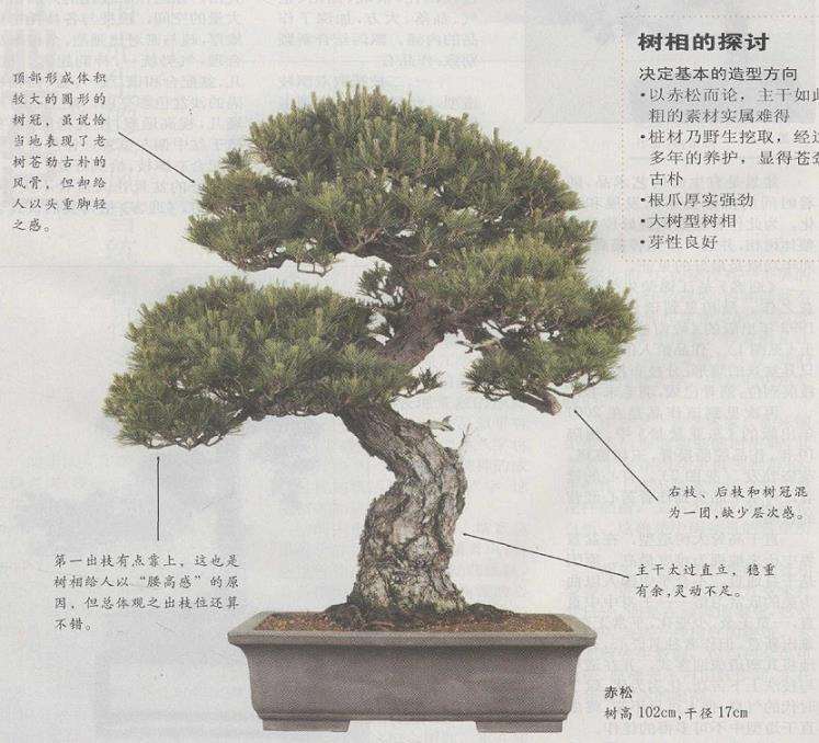 图解 赤松盆景怎么制作的7个方法