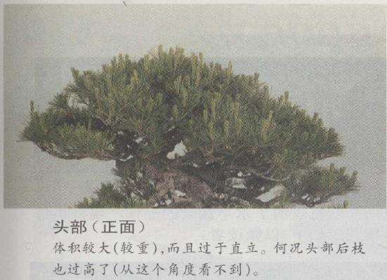 图解 赤松盆景怎么制作的7个方法