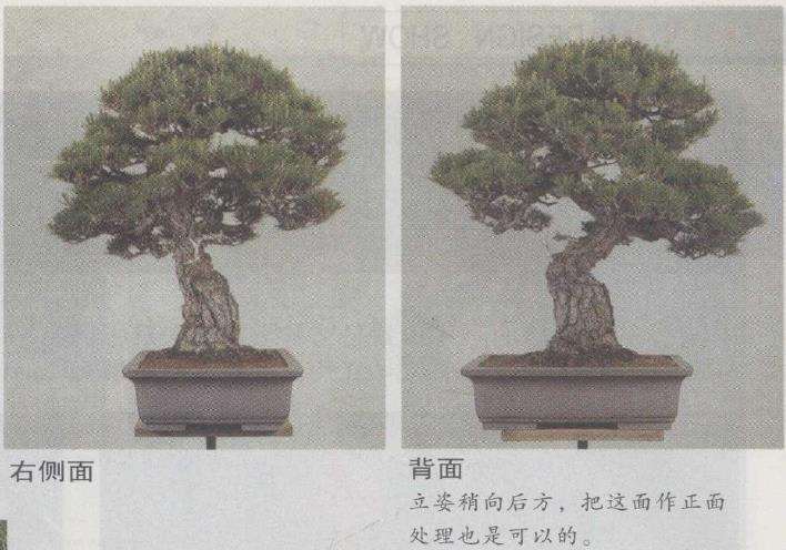 图解 赤松盆景怎么制作的7个方法