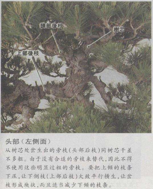 图解 赤松盆景怎么制作的7个方法