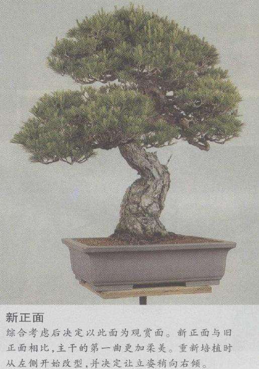 图解 赤松盆景怎么制作的7个方法