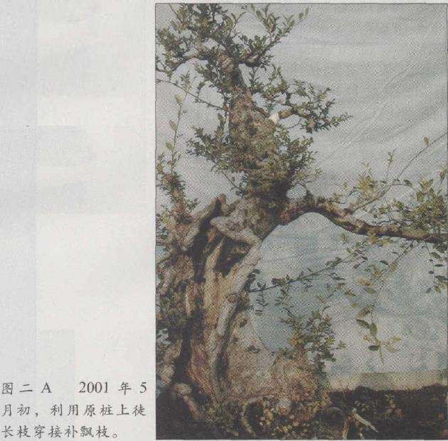 图解 榆树盆景怎么制作发芽的13个步骤
