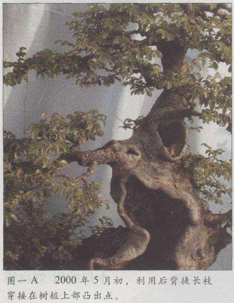 图解 榆树盆景怎么制作发芽的13个步骤