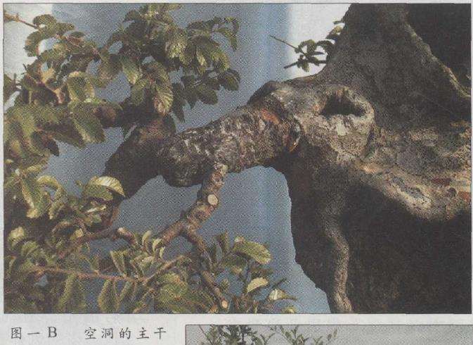 图解 榆树盆景怎么制作发芽的13个步骤