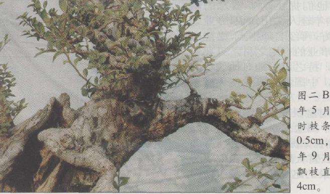 图解 榆树盆景怎么制作发芽的13个步骤