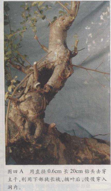 图解 榆树盆景怎么制作发芽的13个步骤