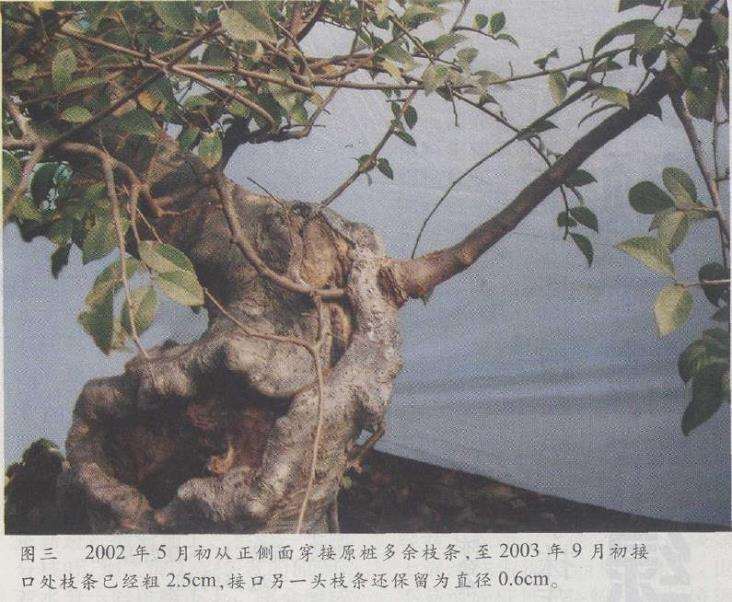 图解 榆树盆景怎么制作发芽的13个步骤