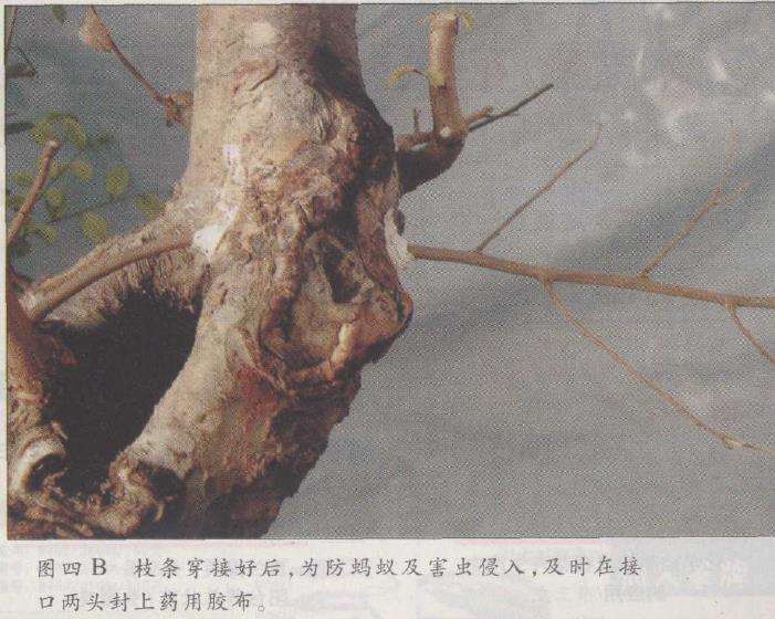 图解 榆树盆景怎么制作发芽的13个步骤