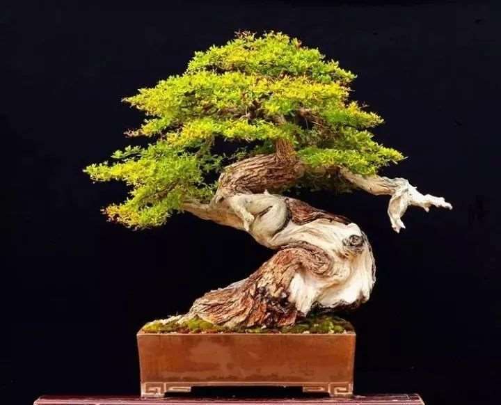 为什么松柏盆景很流行的4个原因