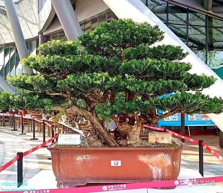 第十三届广西河池园博会盆景展