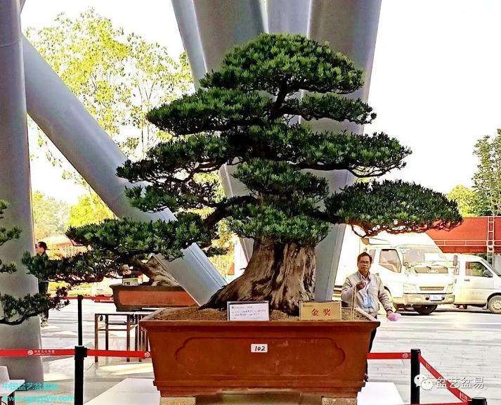 第十三届广西河池园博会盆景展