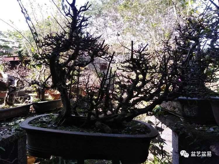 图解 怎么制作博兰水旱盆景的15个步骤