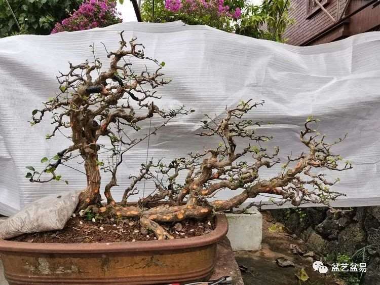 图解 怎么制作博兰水旱盆景的15个步骤