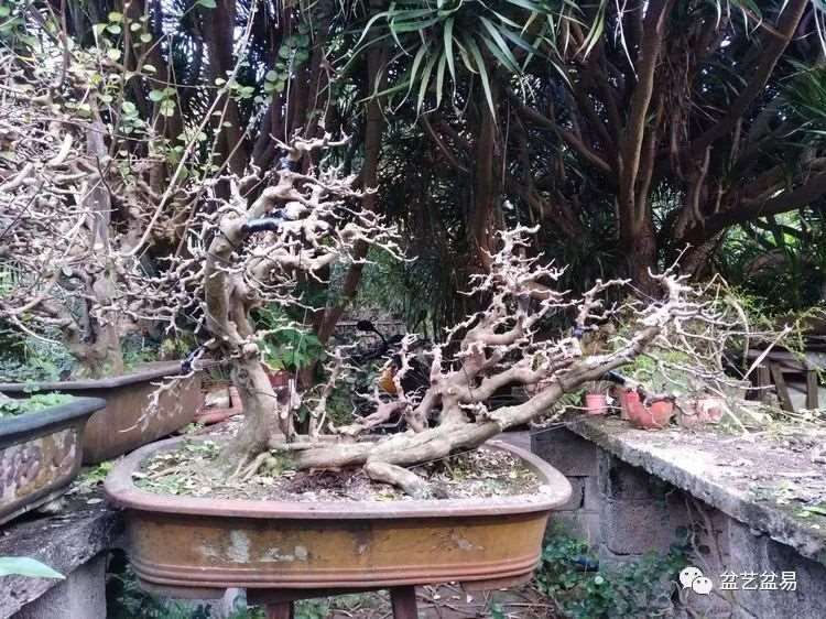 图解 怎么制作博兰水旱盆景的15个步骤