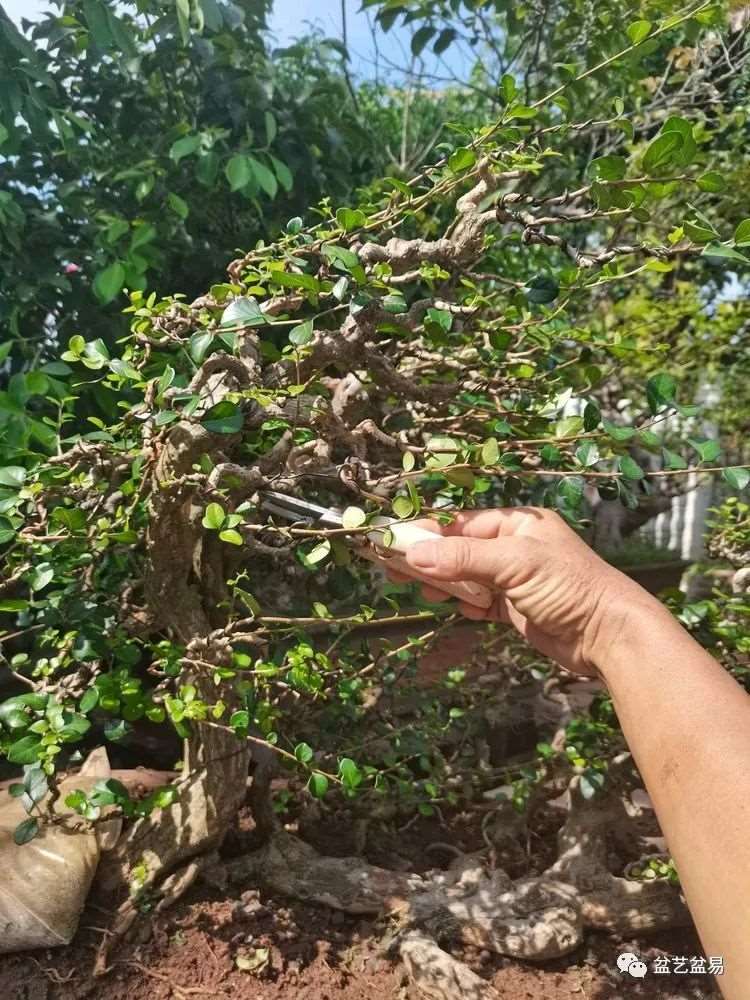 图解 怎么制作博兰水旱盆景的15个步骤