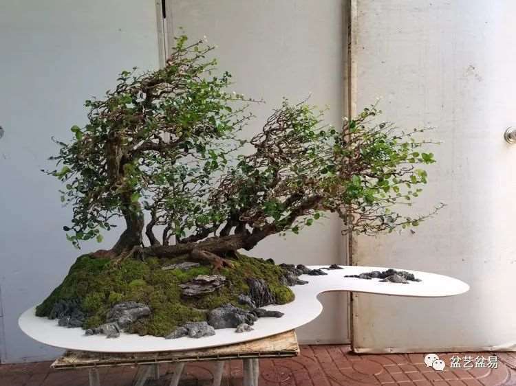 图解 怎么制作博兰水旱盆景的15个步骤