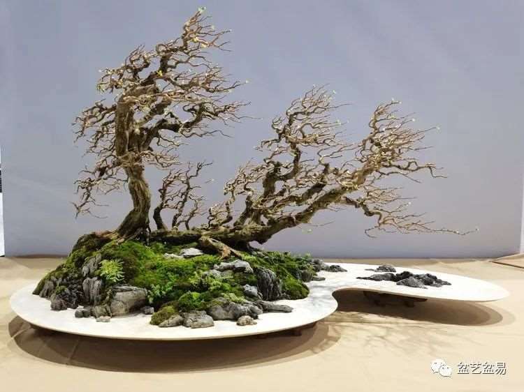 图解 怎么制作博兰水旱盆景的15个步骤