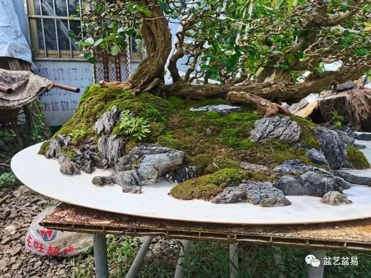 图解 怎么制作博兰水旱盆景的15个步骤