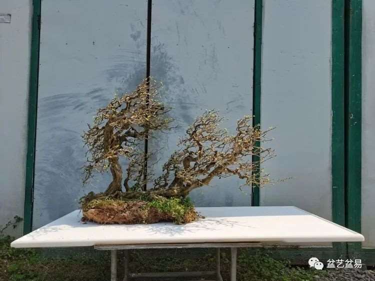 图解 怎么制作博兰水旱盆景的15个步骤