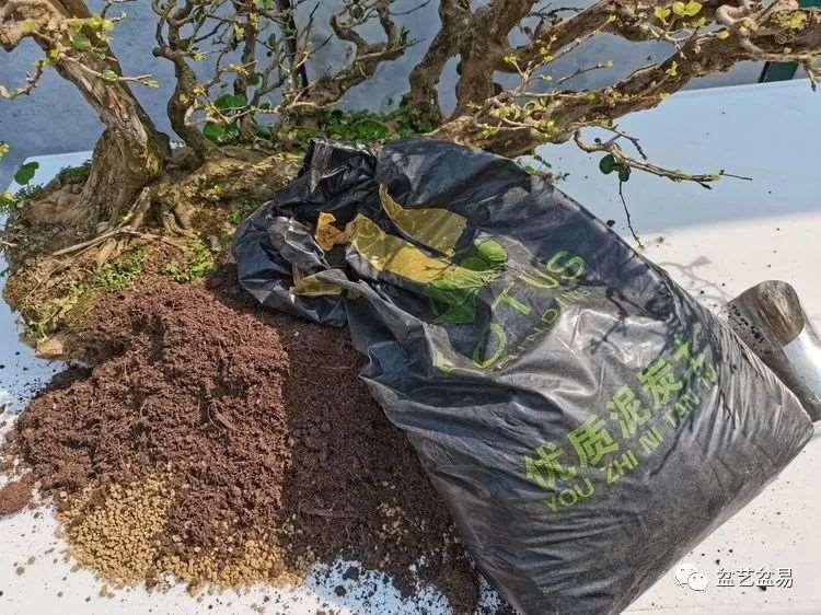 图解 怎么制作博兰水旱盆景的15个步骤