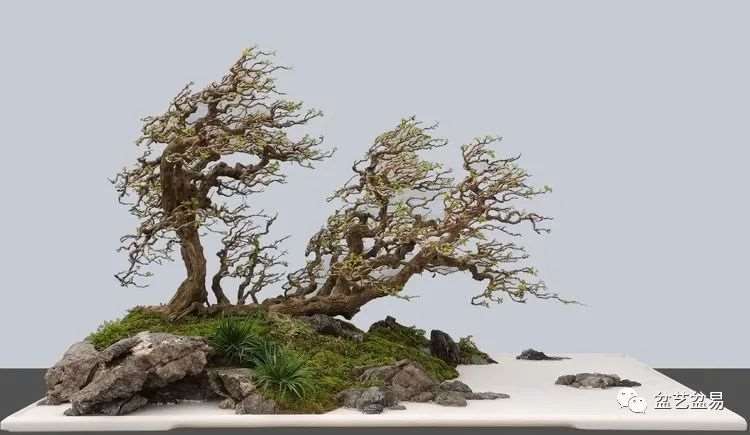 图解 怎么制作博兰水旱盆景的15个步骤