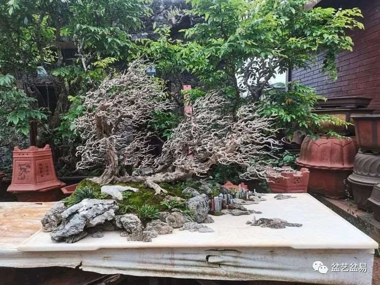 图解 怎么制作博兰水旱盆景的15个步骤