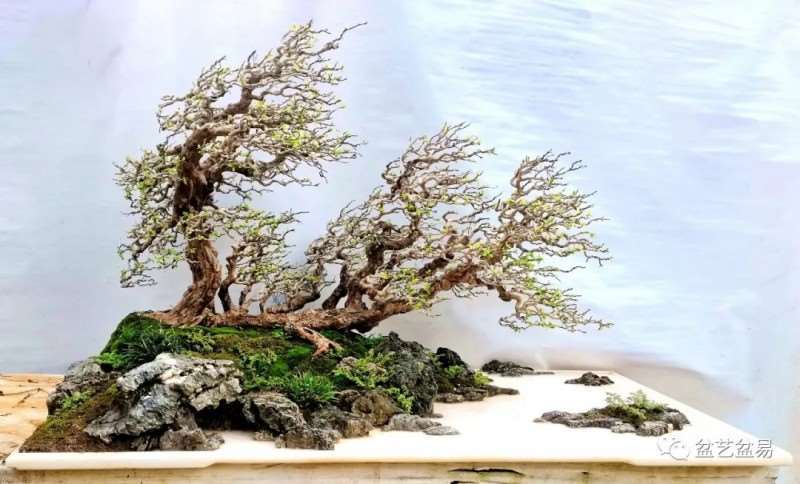 图解 怎么制作博兰水旱盆景的15个步骤