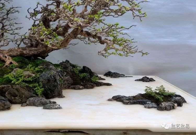 图解 怎么制作博兰水旱盆景的15个步骤