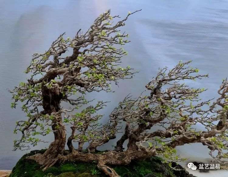 图解 怎么制作博兰水旱盆景的15个步骤