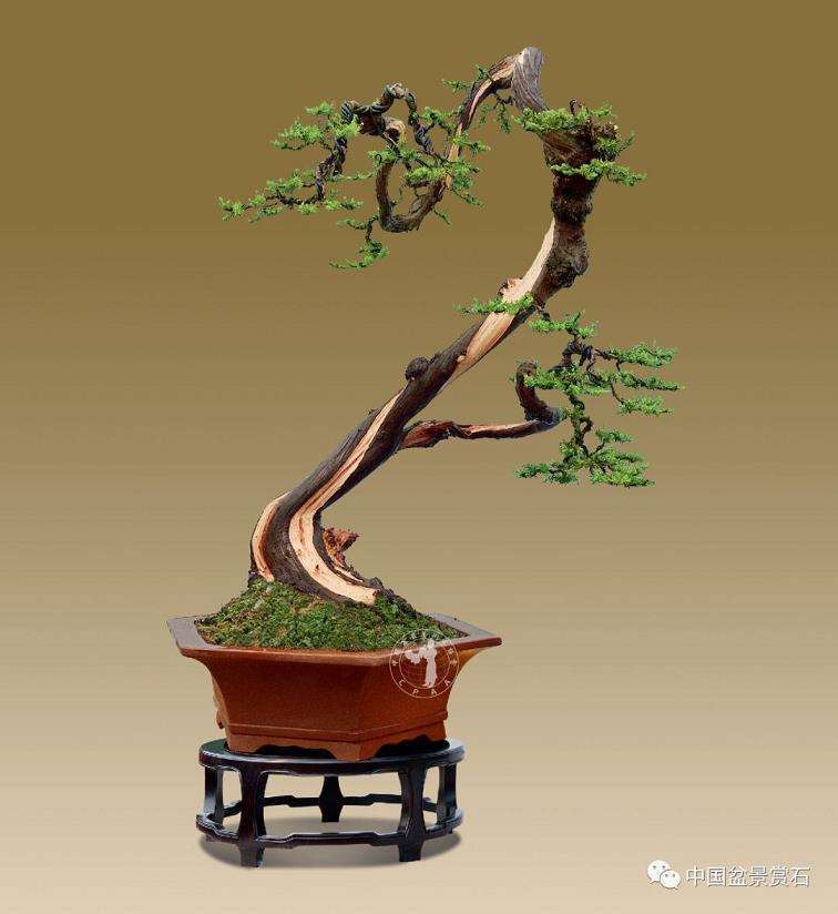 图解 樊顺利怎么制作高山柏盆景的25个步骤