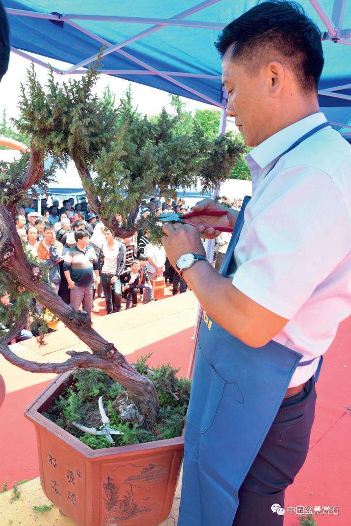 图解 樊顺利怎么制作高山柏盆景的25个步骤