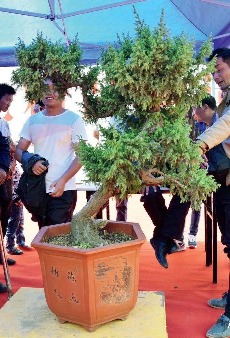 图解 樊顺利怎么制作高山柏盆景的25个步骤