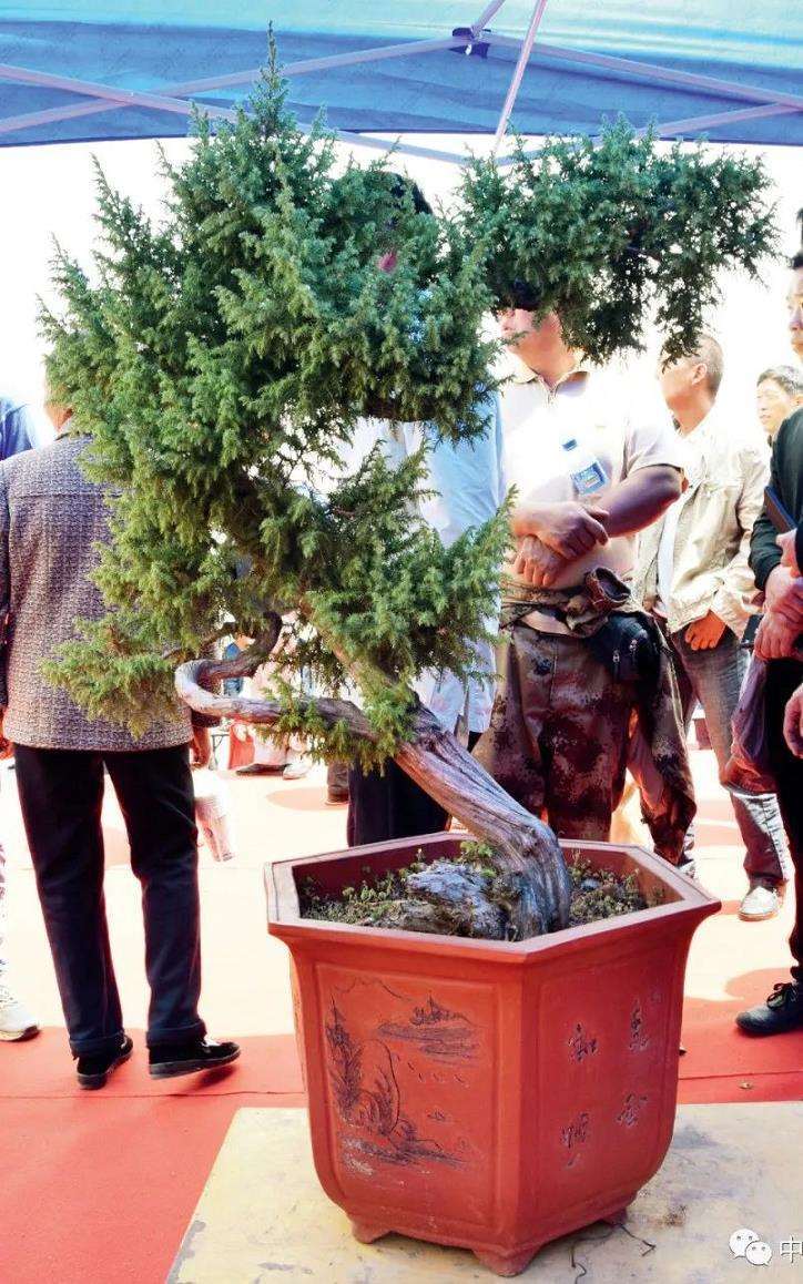 图解 樊顺利怎么制作高山柏盆景的25个步骤