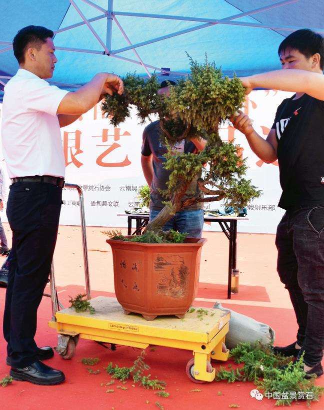 图解 樊顺利怎么制作高山柏盆景的25个步骤