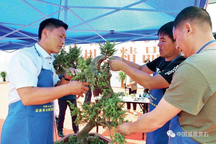 图解 樊顺利怎么制作高山柏盆景的25个步骤