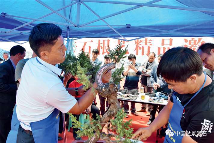 图解 樊顺利怎么制作高山柏盆景的25个步骤