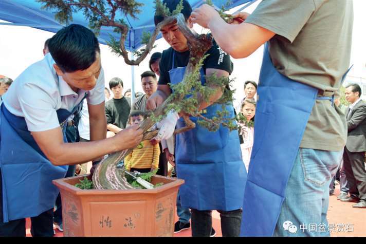 图解 樊顺利怎么制作高山柏盆景的25个步骤